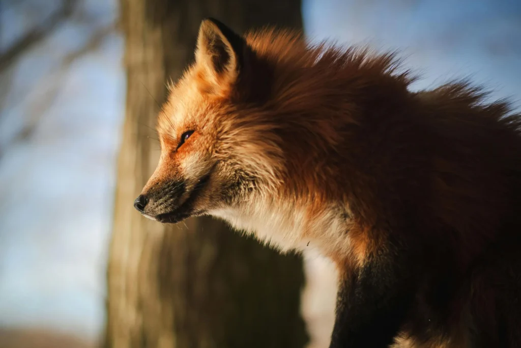 Zrównoważona gospodarka łowiecka – nasza odpowiedzialność